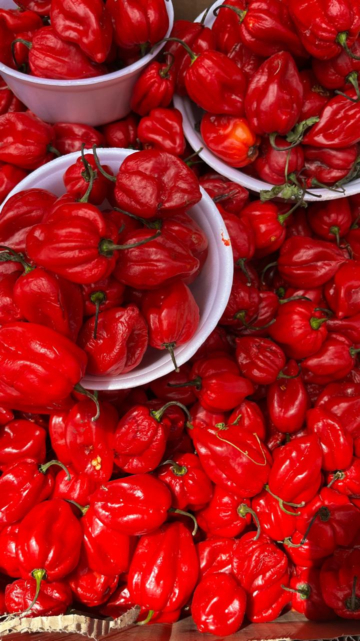 Pimentas habanero vermelhas frescas